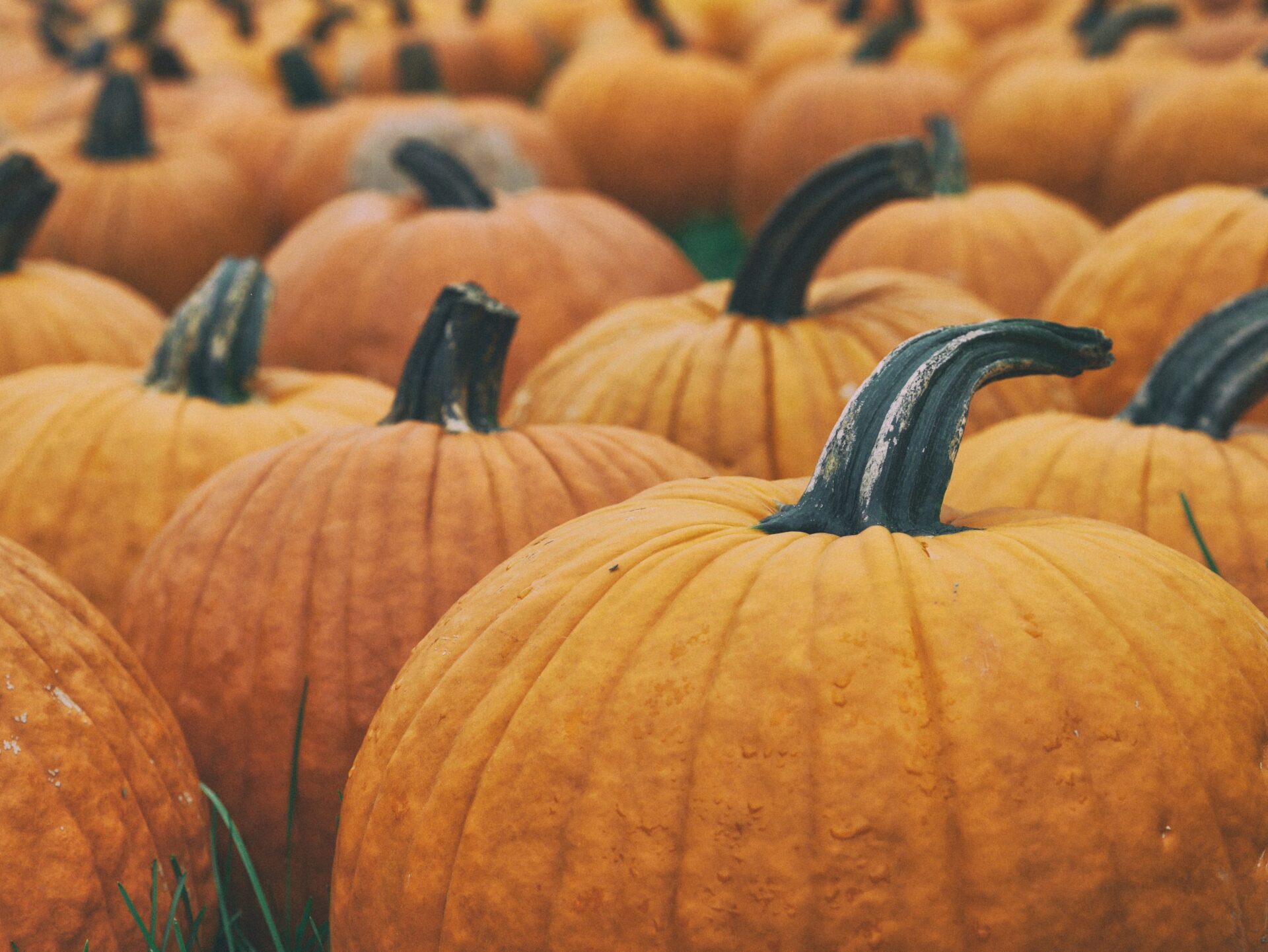 pumpkins in patch on cloudy day